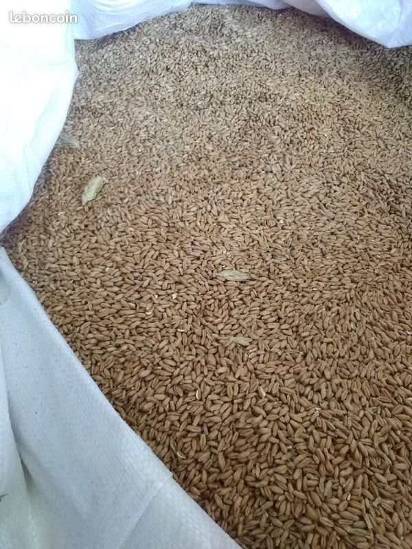 Triticale Bio en Big-bags (image 1)