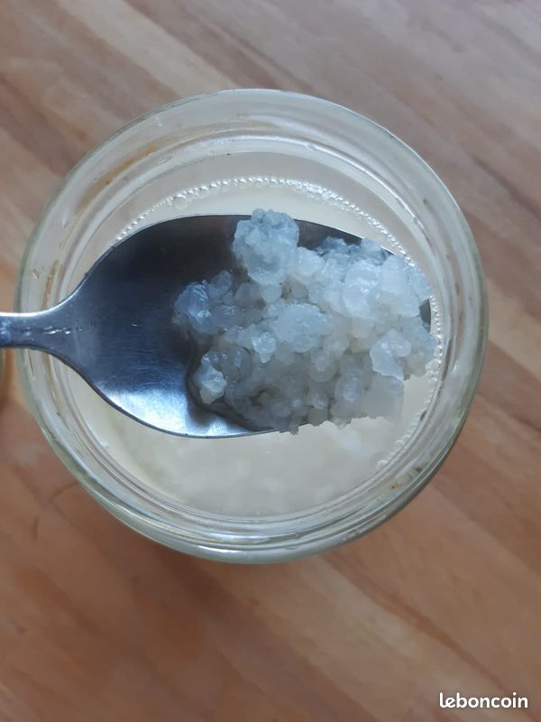 Graines de Kefir à donner (image 2)