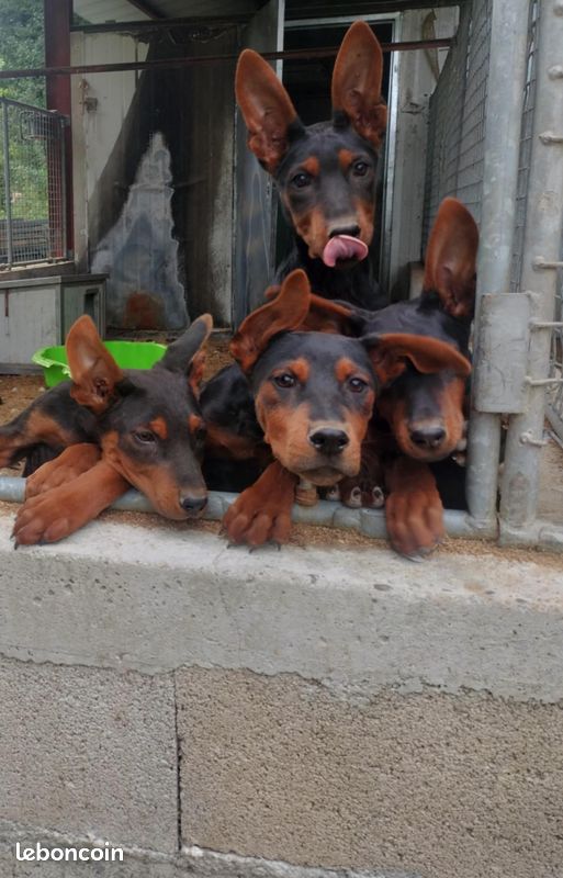 Chineese Red Dog (Lanzhou Hong) - Très Rare (image 4)