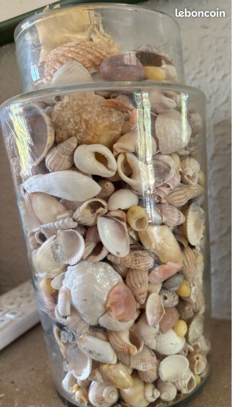 Bocal de 20 cm avec divers coquillages (image 7)
