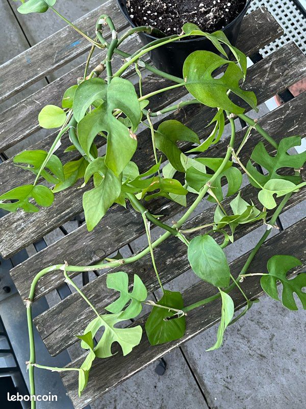 monstera brazilian form Monstera Form 6 – GrowJungle main image 1