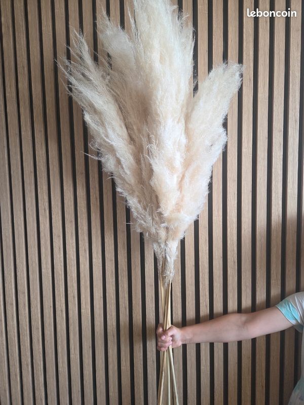 Pampas (image 2)