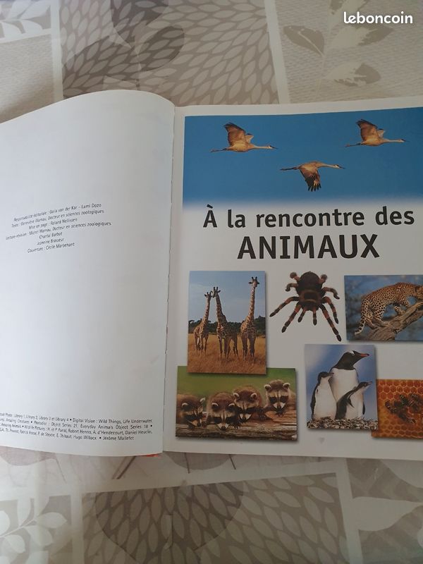 Nounou (image 11)