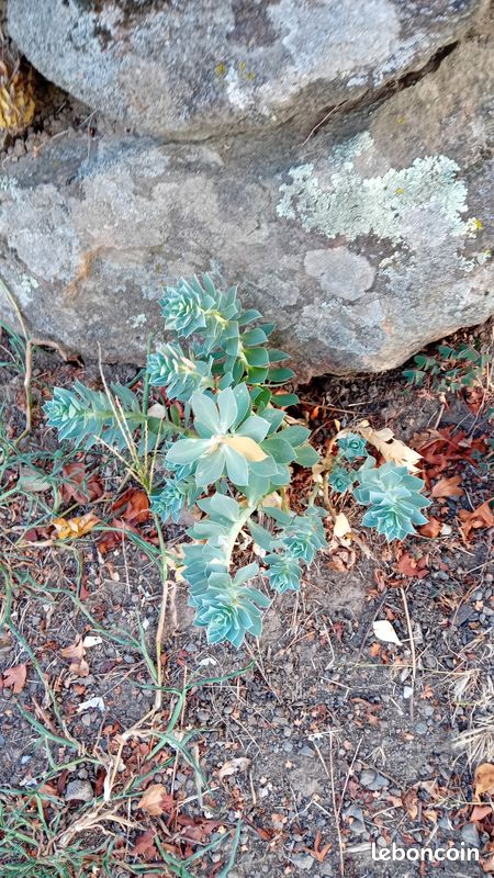Euphorbe de Corse (image 1)