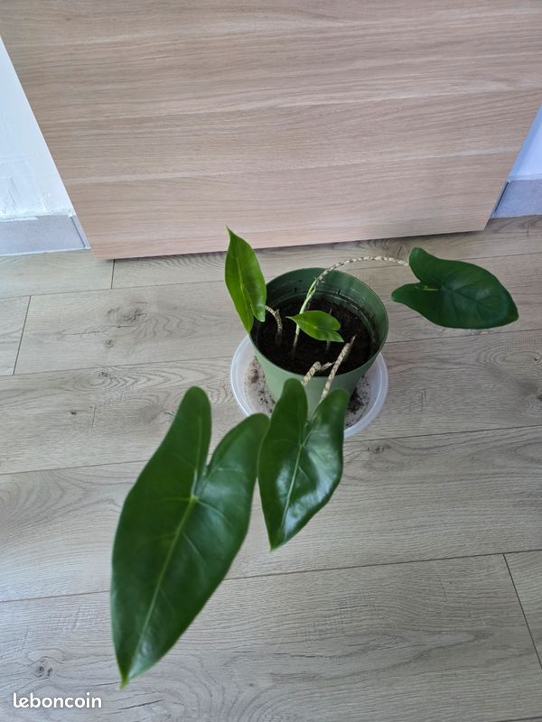 Bulbilles Alocasia zebrina (image 2)