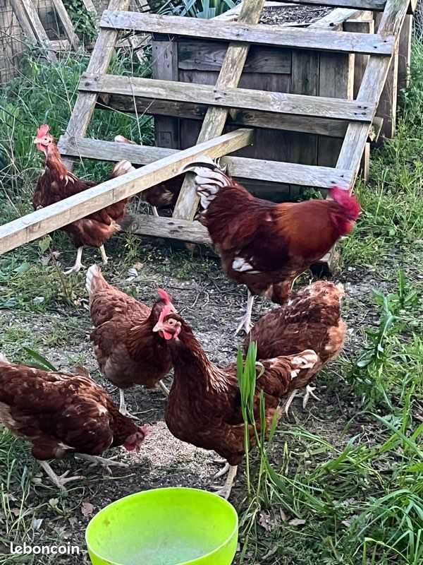 Poussins de poules pondeuses nés le 24 Août 2026 (image 3)