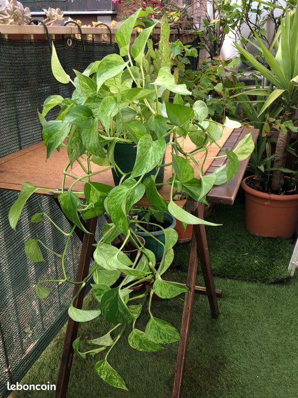 Belle Plante Verte d’Interieur (image 1)