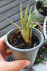 Boutures plantes (image 2)