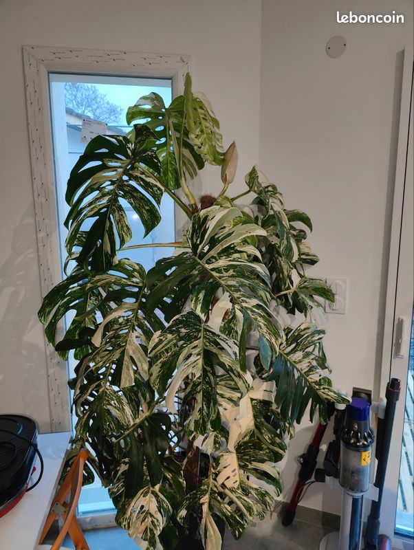 Boutures Monstera variegata XXL - Jardin & Plantes