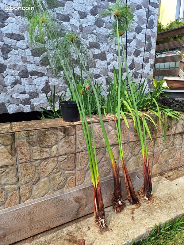 Plant de Papyrus Géant aquatique pour bassin poisson (image 3)