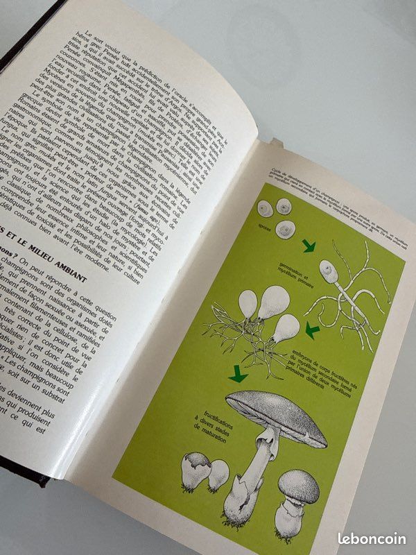 Un Guide Nathan sur les champignons couverture marron (image 8)