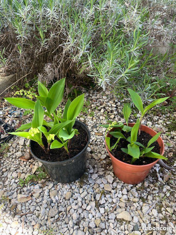 Pot de muguet (image 1)