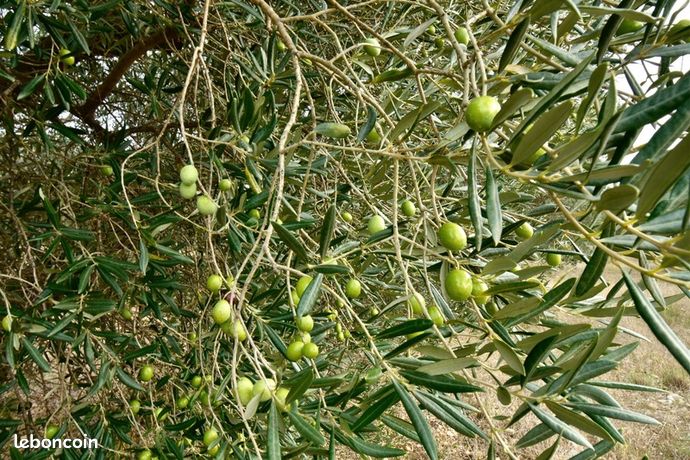 Terrain agricole 3 021 m² Fontvieille