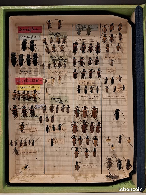Boîte entomologique ancienne authentique de la maison Les Fils d’Émile Deyrolle, 46 rue du Bac, Paris (image 3)