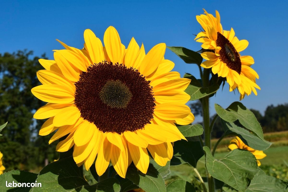 Sachet Collector : Géant Taiyo – L’Or du Jardin (3m) 🌻 (image 2)