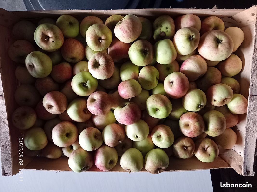 Pommes de pays, différentes variétés (image 4)