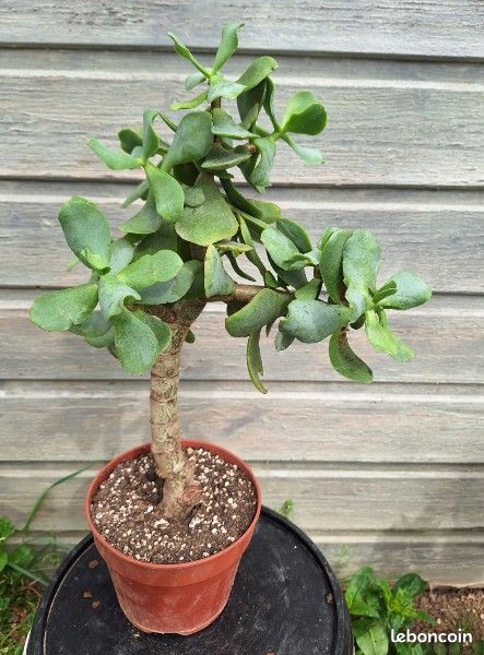Crassula arborescens (image 2)