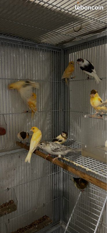 Canari (image 3)
