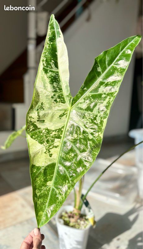 Bulbille Alocasia Longiloba albo variegata (image 1)