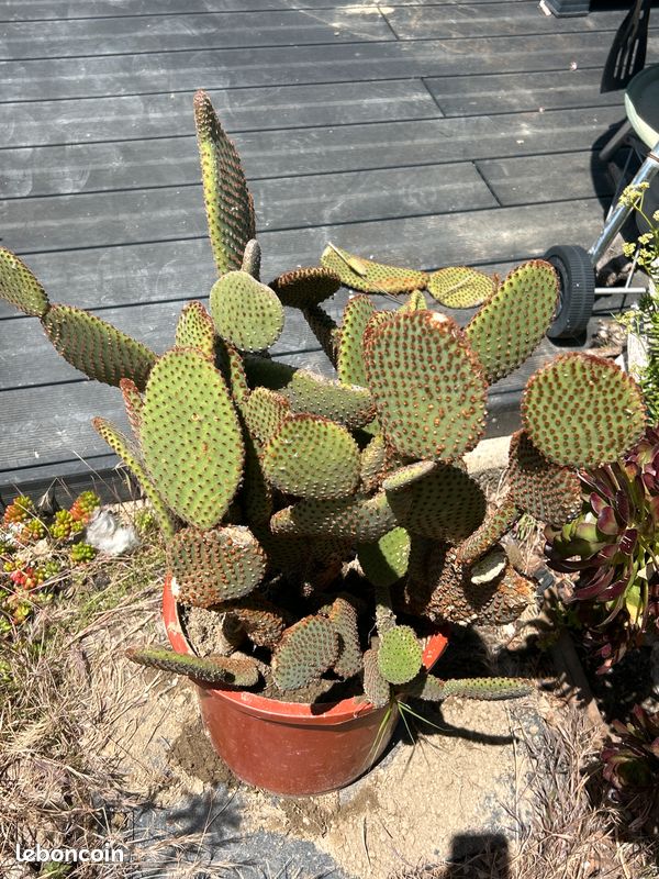 Cactus, plante grasse Opuntia microdasys rubra à raquettes OU cactus oreilles de lapin (image 7)