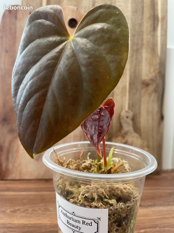 aglaonema jubilee Jubilee + Brown Concrete Pot  The House of Plants