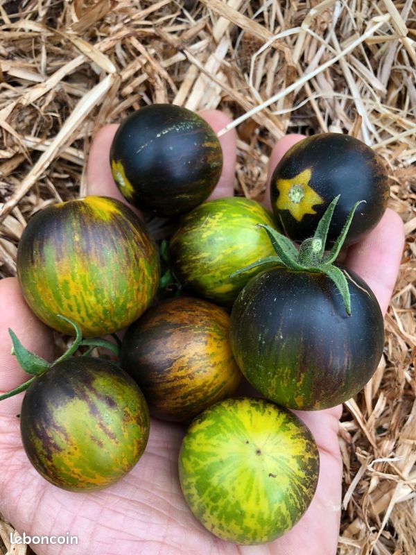 Graines de Tomates - reproductibles - Vert sera le Monde (image 5)