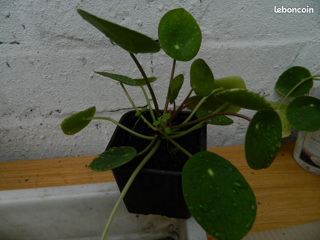 Plante d'intérieur (image 2)