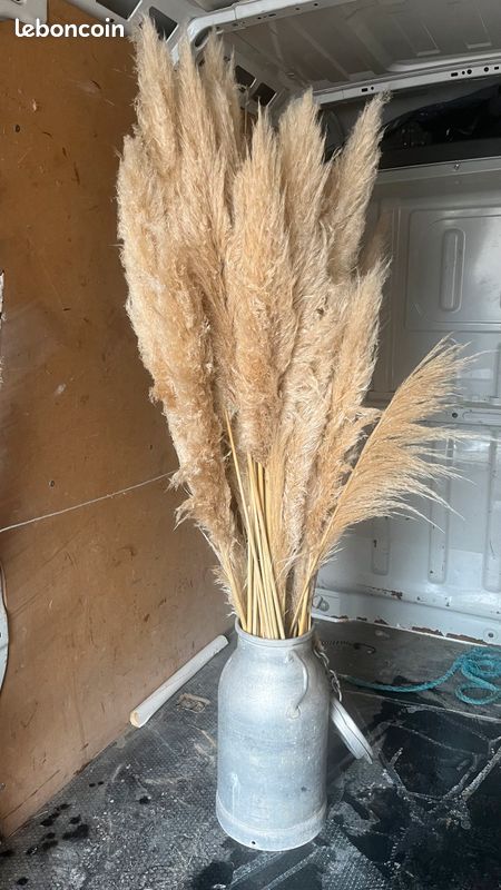 Pampas (image 6)