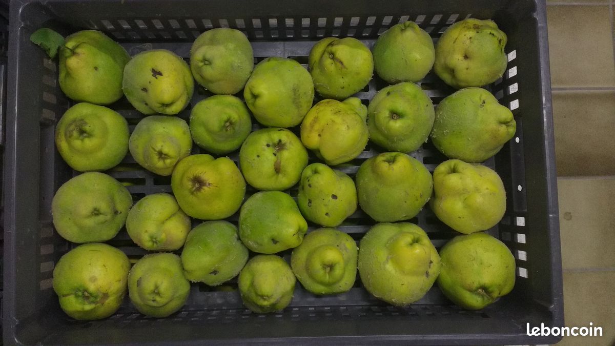 🔆 Coings frais (plateau de 8 kg) (image 2)