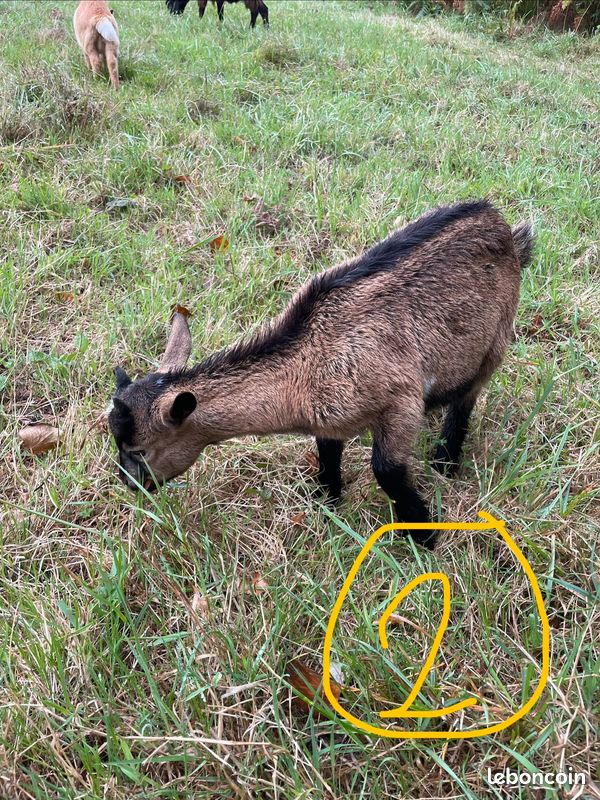 Chevreaux (image 2)
