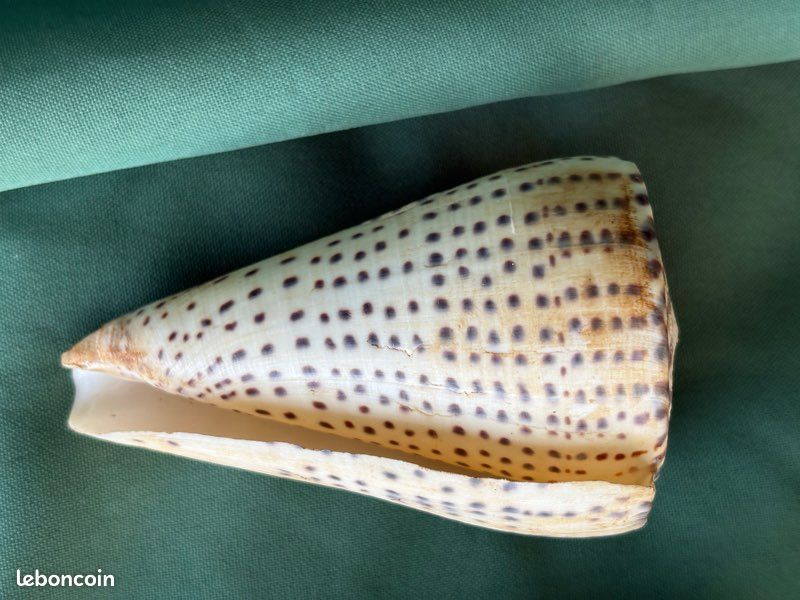 Coquillages - Coquillage - Cône - Conidae - Conus regius (Gmelin, 1791