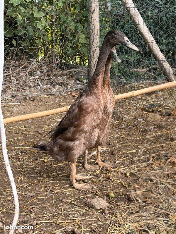 Canard coureurs indiens (image 2)