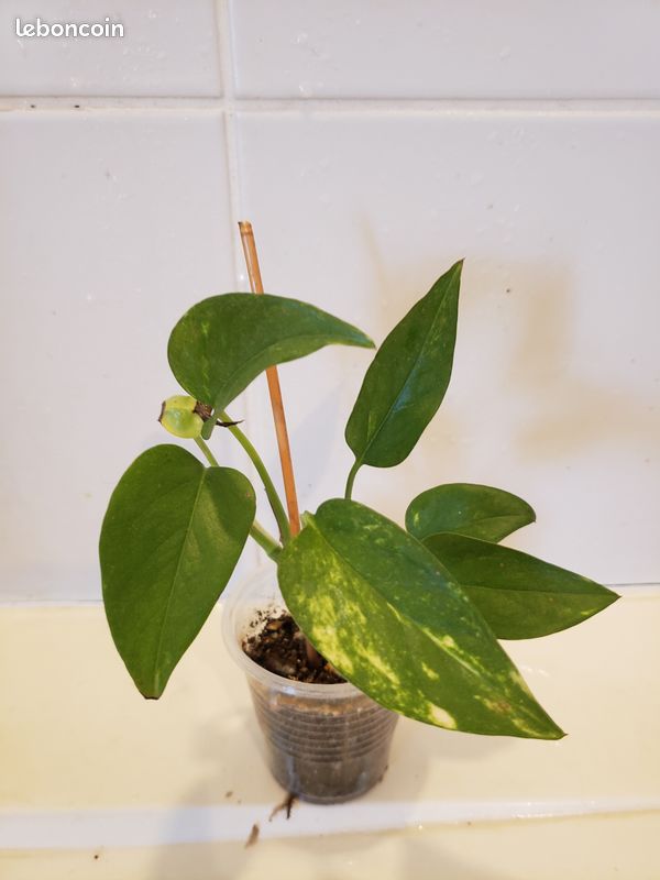 Pothos Doré (image 1)