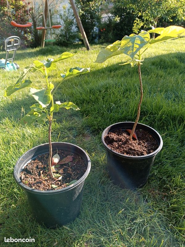 Catalpa arbre/arbuste (image 3)
