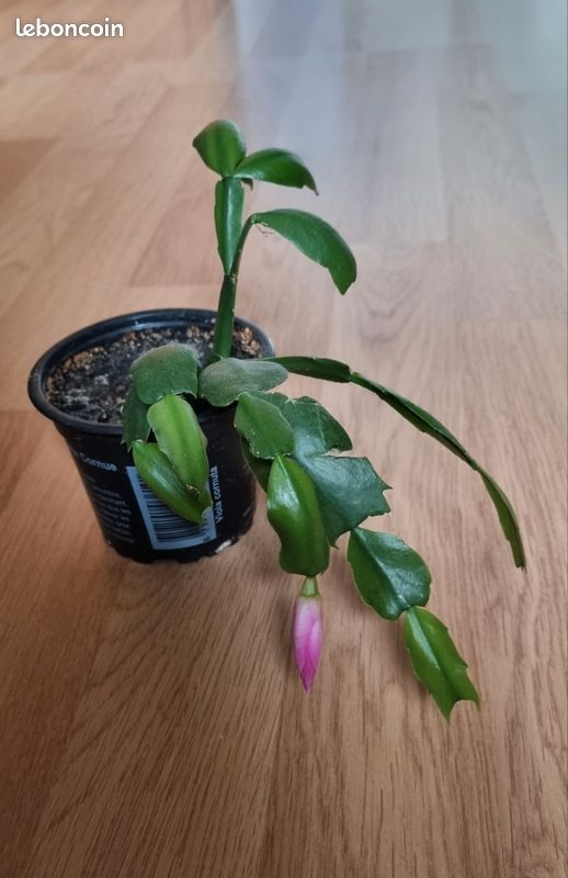 calathea balkon Korbmarante kaufen - Calathea Orbifolia Zimmerpflanze :27 H:70 cm