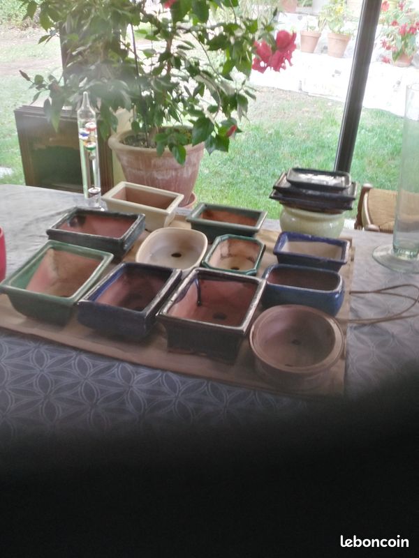 Vends pots à BONZAI (image 1)