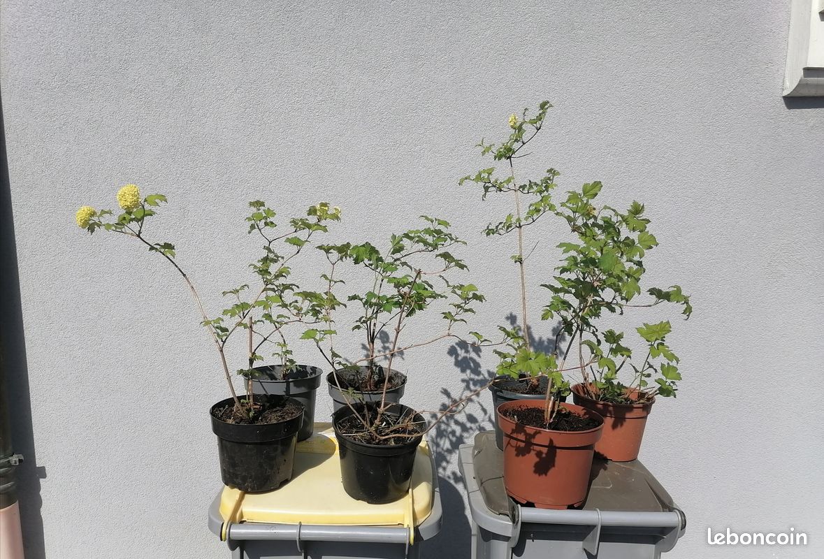 Plants de viorne (boule de neige) (image 6)