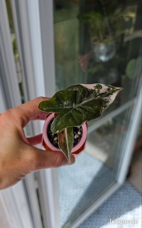 Alocasia pseudo sanderiana pink variegata (image 3)
