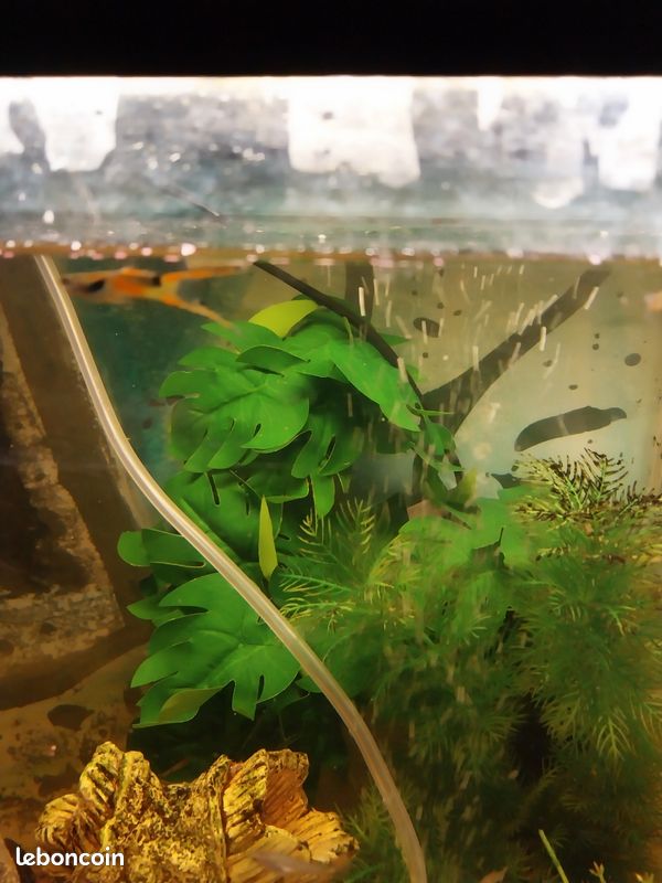 Jeune Guppy (image 1)