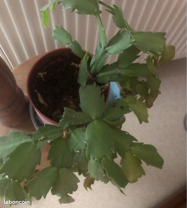 Cactus de Noël un grand et deux petits le lot (image 3)