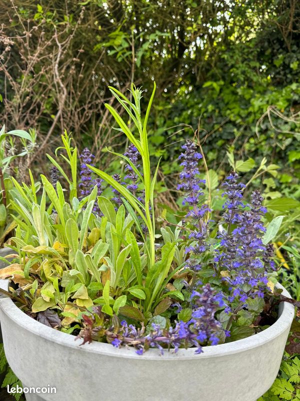 Ajuga Reptans Atropurpurea (image 3)