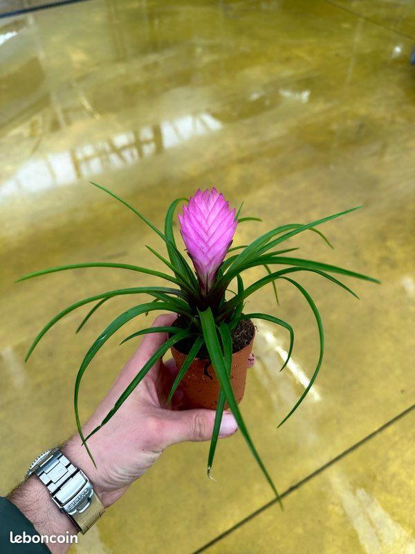 ⚠️Destockage : Tillandsia cyanea « Pink Quill » pot 6cm ( plante d’intérieur / terrarium / paludarium / bromelia / Monstera / philodendron / bégonia) (image 1)
