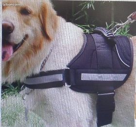 Harnais moyen / grand chien (image 2)