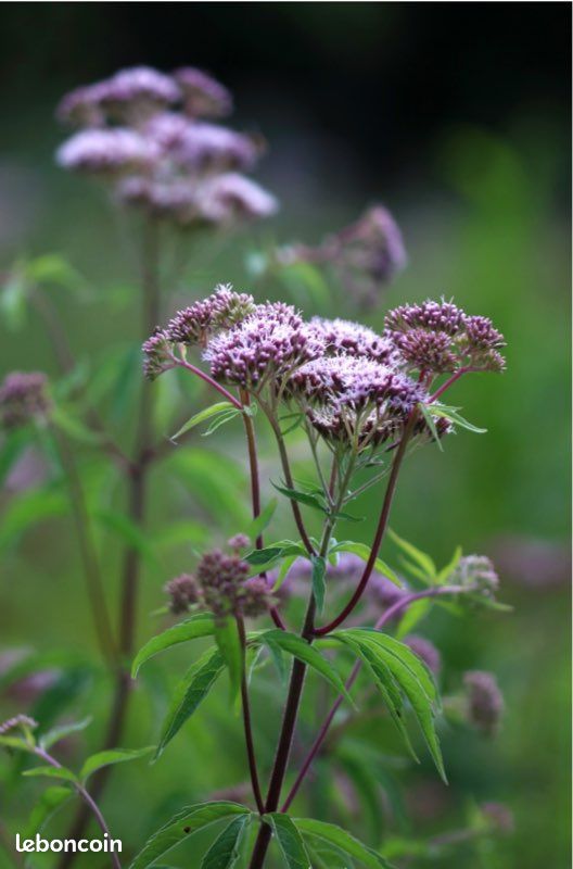 Graines Eupatoire à feuilles de chanvre (image 2)