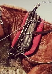 Collier américain traction équine (image 1)