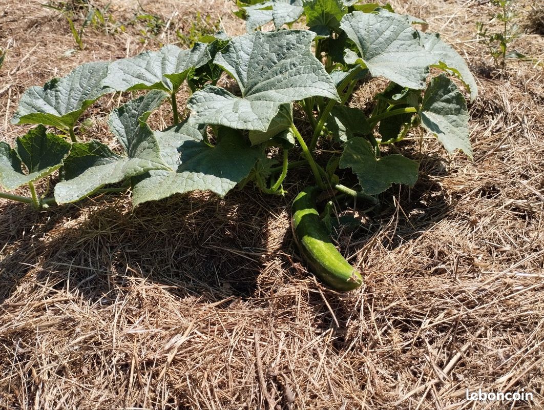 Vends légumes jardin potager permaculture : Tomates Courgettes Concombres Blettes Poivrons Piments etc (image 4)