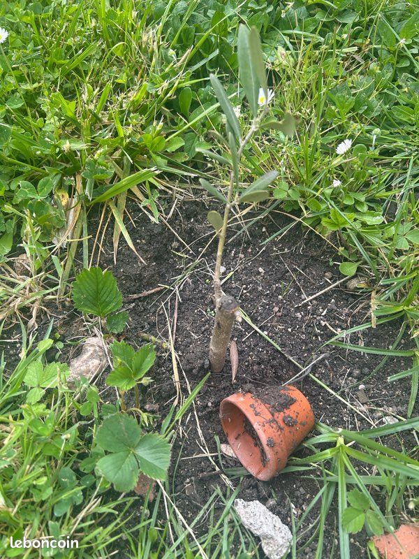 Plusieurs variété d’arbre bio d’Olivier pas de traitement à venir chercher (image 4)