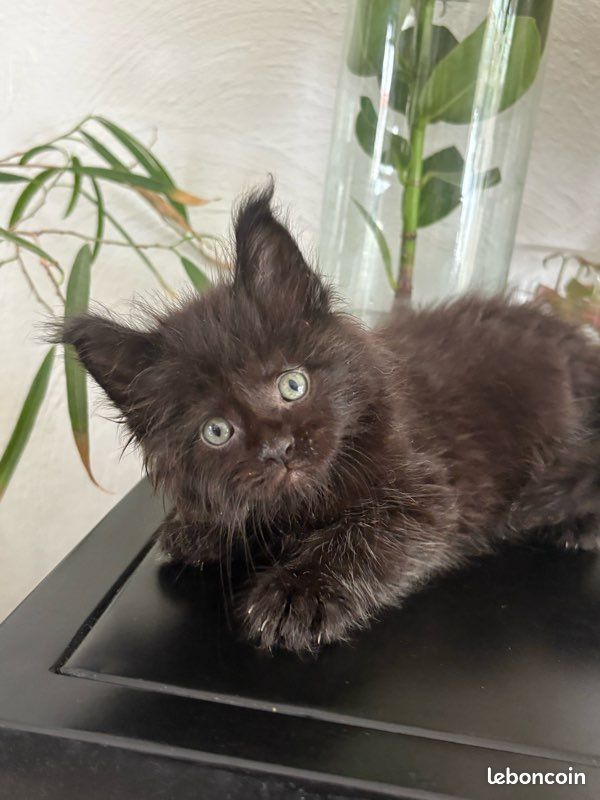 Chaton Maine coon black (image 1)