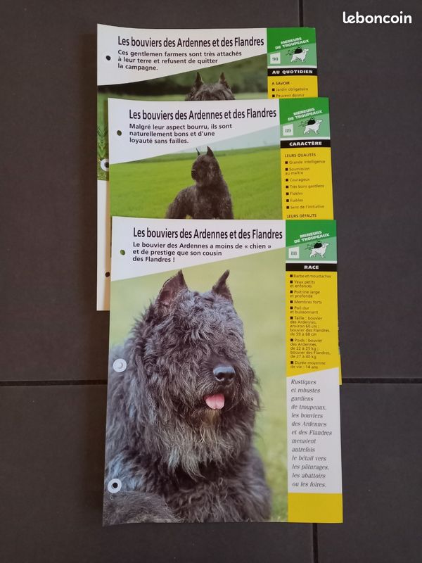 Flandres Bouvier Des Ardennes Breeders Personalised Bouvier Des