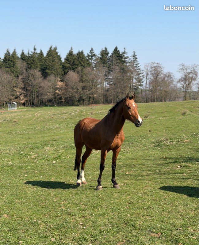Cheval (image 1)